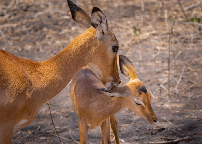 Tanzania Short & Sweet Safari